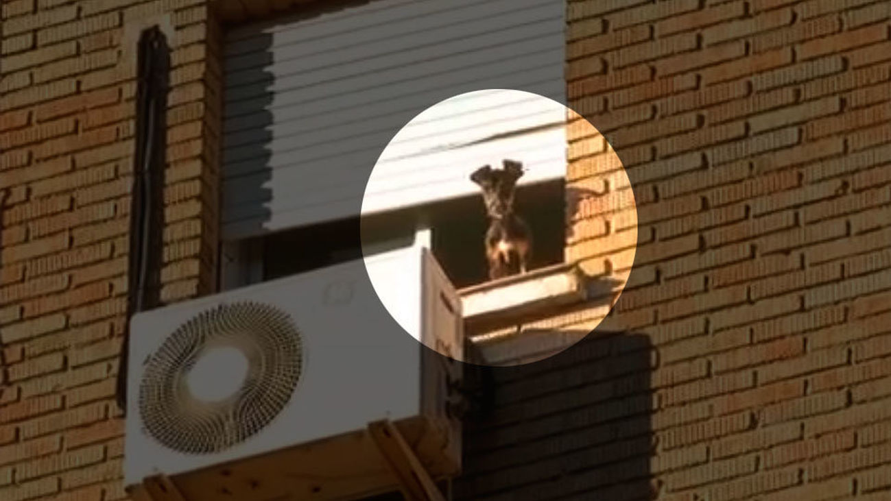 Un perro en apuros en Getafe