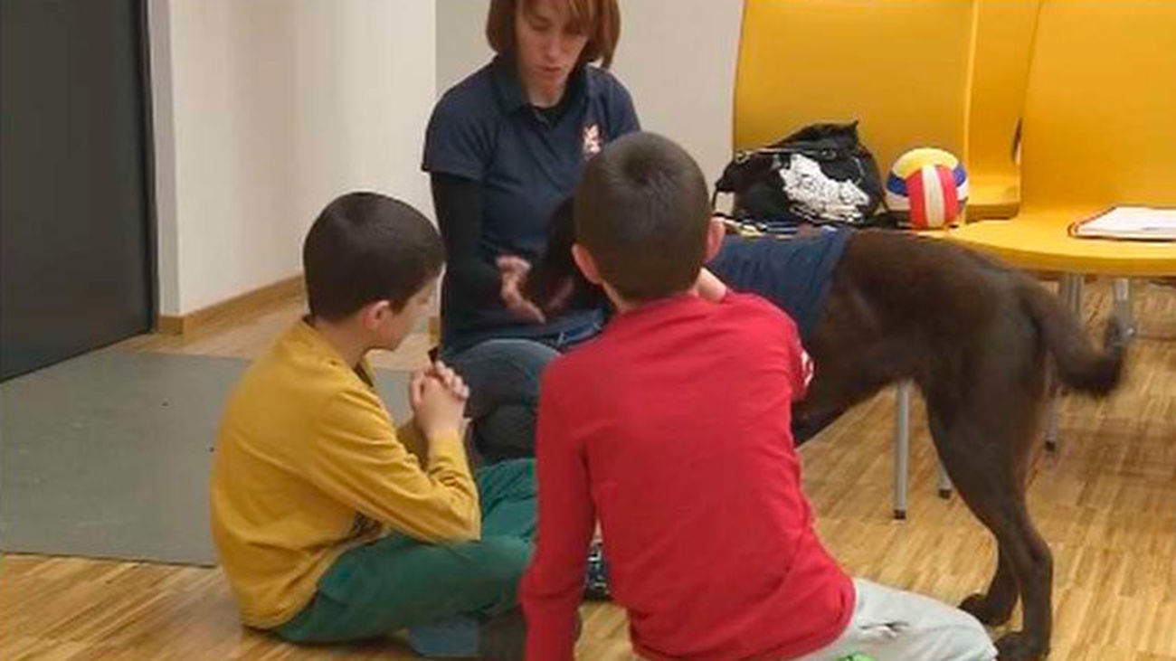 Los perros entienden las palabras y la entonación de las personas