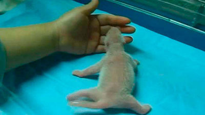 Nace una hembra de oso panda gigante en el zoo de Madrid