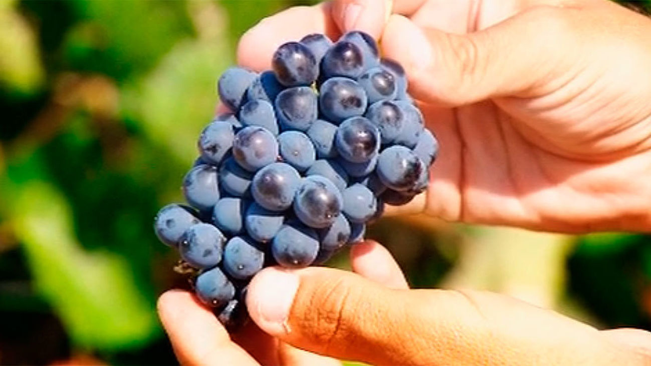 Comienza la vendimia en Madrid