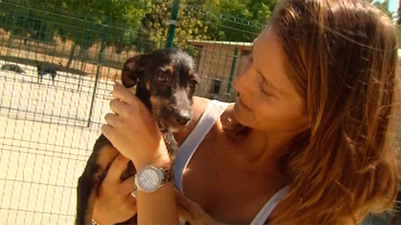 Final feliz para el perro abandonado en Getafe