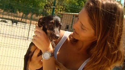Final feliz para el perro abandonado en Getafe
