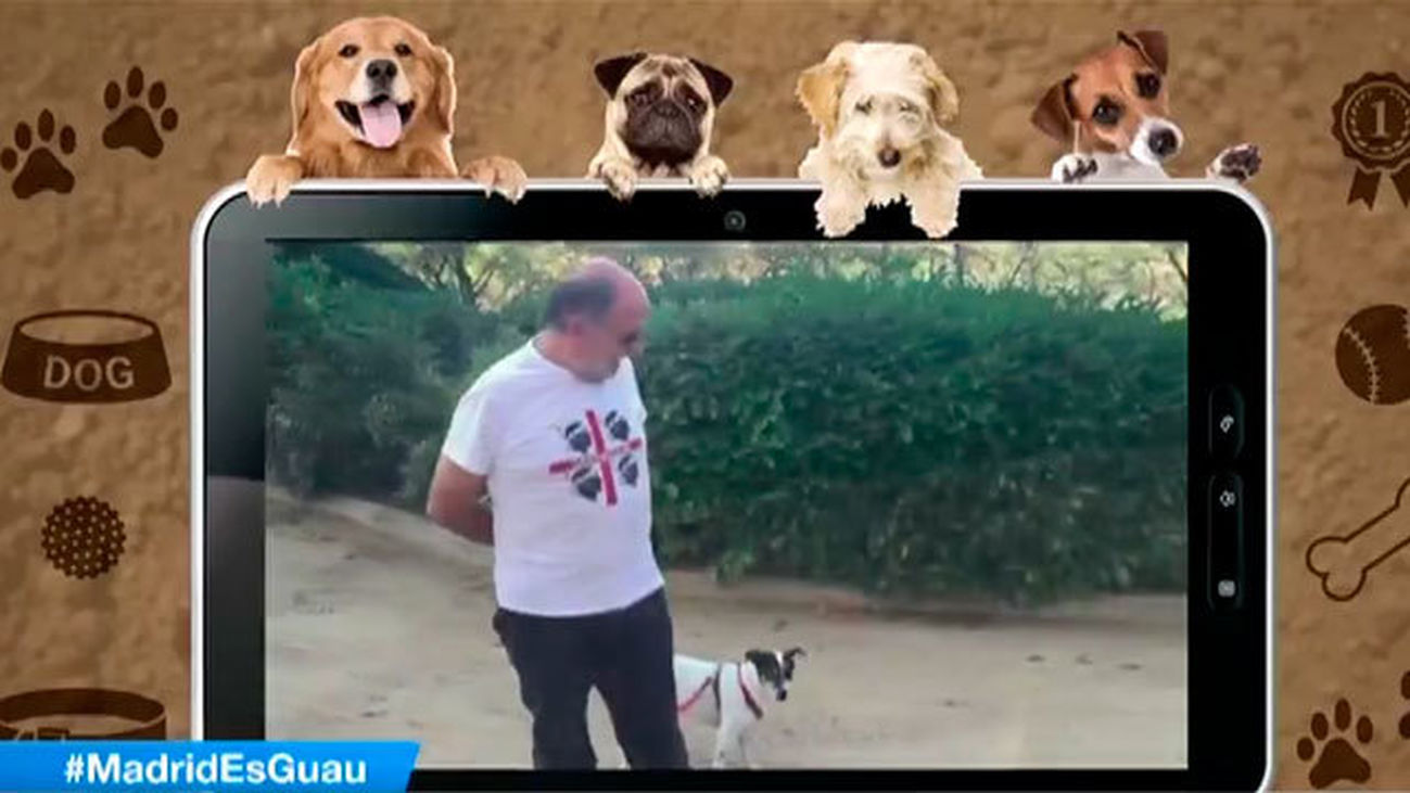 Los perros, nuevos protagonistas