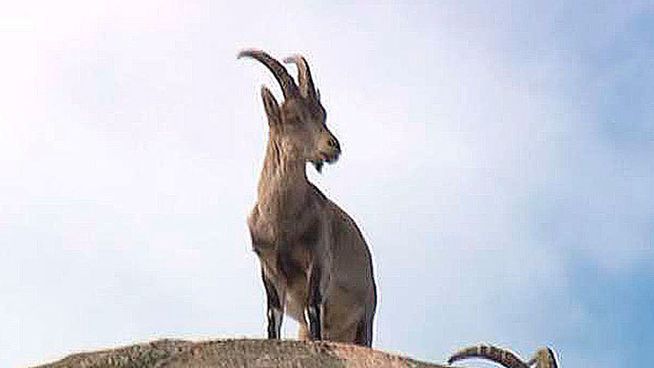 Superpoblación de la cabra montesa, en el Guadarrama
