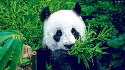 El Zoo Aquarium celebra el cumpleaños de la familia panda
