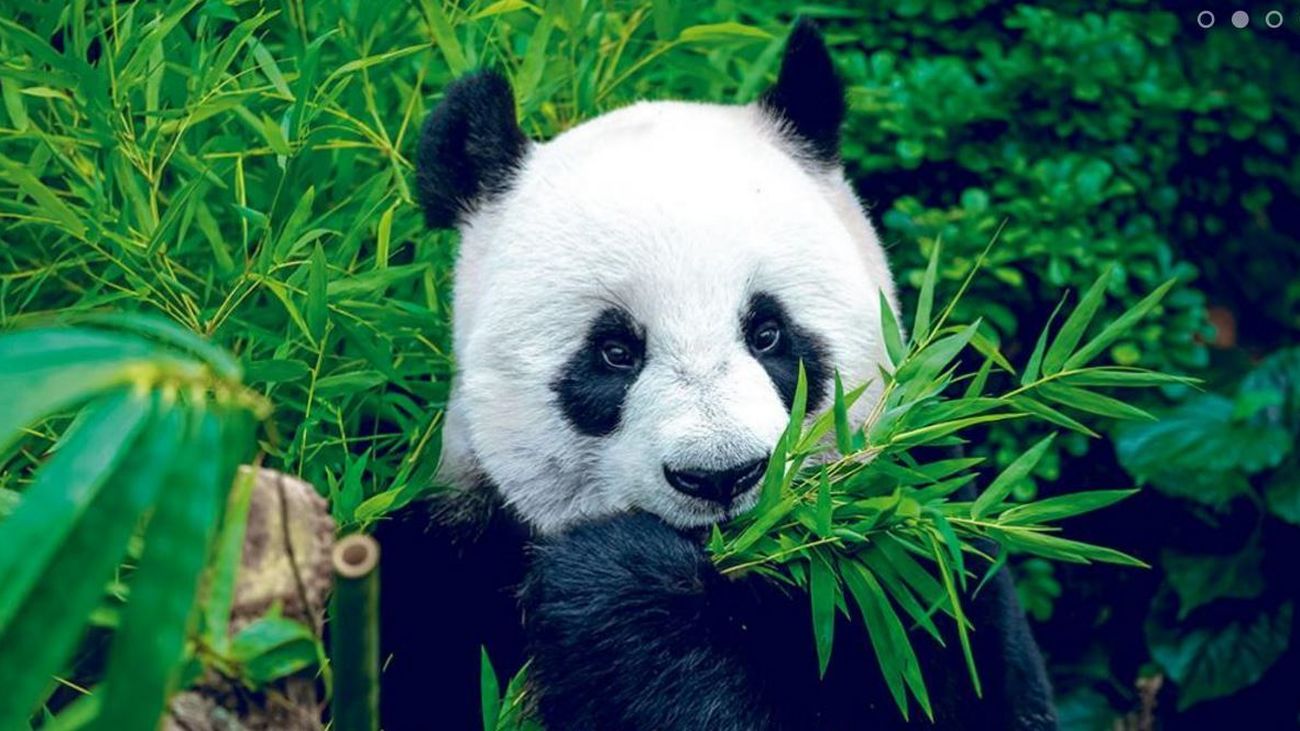 El Zoo celebra el cumple de la familia panda que coincide con el nacimiento de su quinta cría