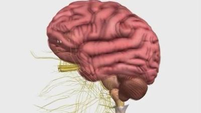 El cerebro funciona como una sinfónica para dar orden a los recuerdos