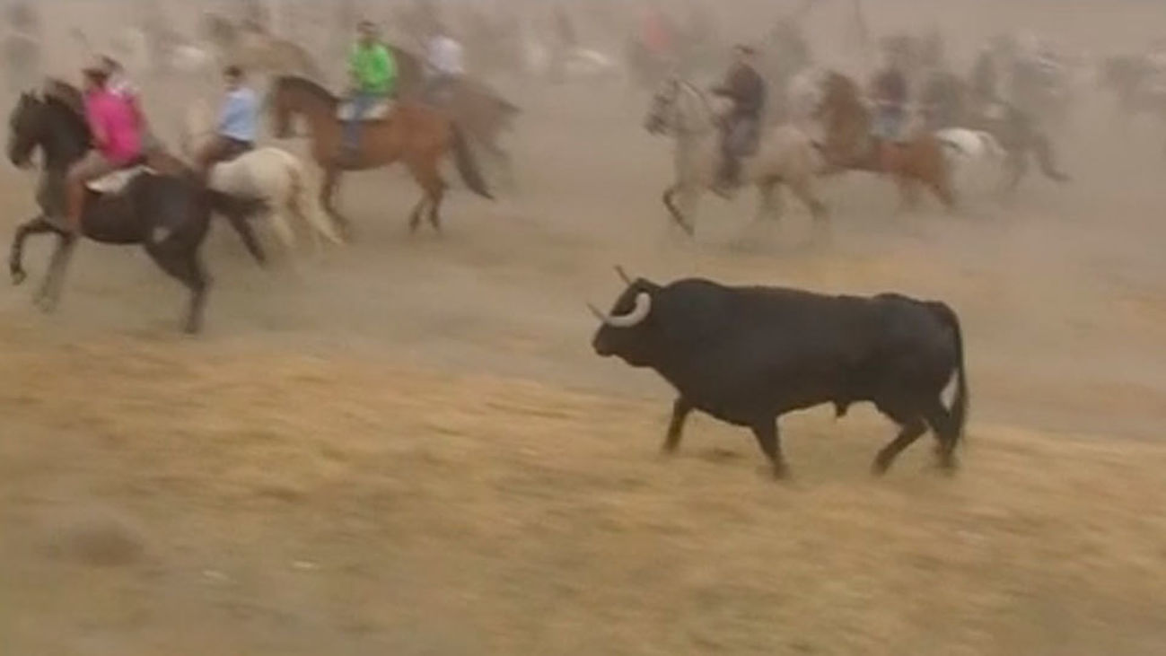Toro de la Peña en Tordesillas