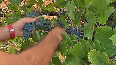 Arranca la vendimia en la Denominación de vinos de Madrid