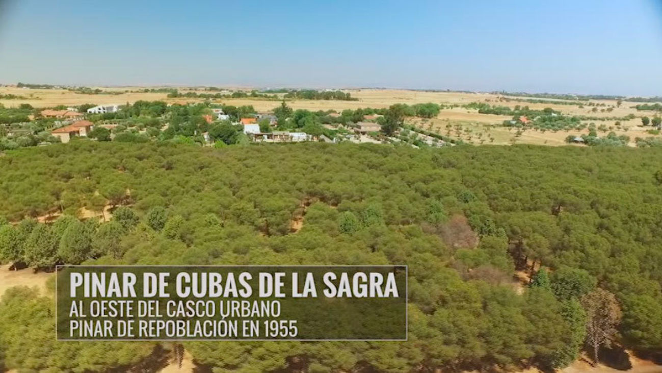 Cubas de la Sagra: El pinar, pulmón del pueblo