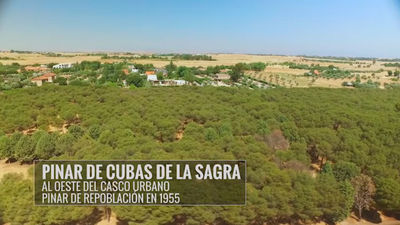 Cubas de la Sagra: El pinar, pulmón del pueblo