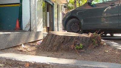 Polémica en Carabanchel por la tala de árboles en la calle Álvarez Abellán