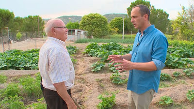 Orusco de Tajuña: Los tomates, seña de identidad