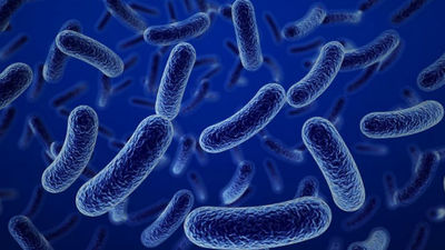 La ONU afronta la amenaza global de las superbacterias