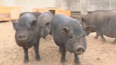 El cerdo vietnamita, de mascota a especie invasora que daña el medio natural