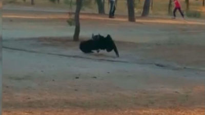 De nuevo un buitre campando a sus anchas por Madrid