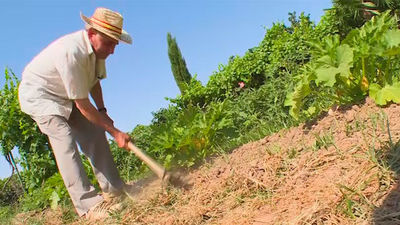 San Fernando de Henares: Huertas regadas por el Jarama