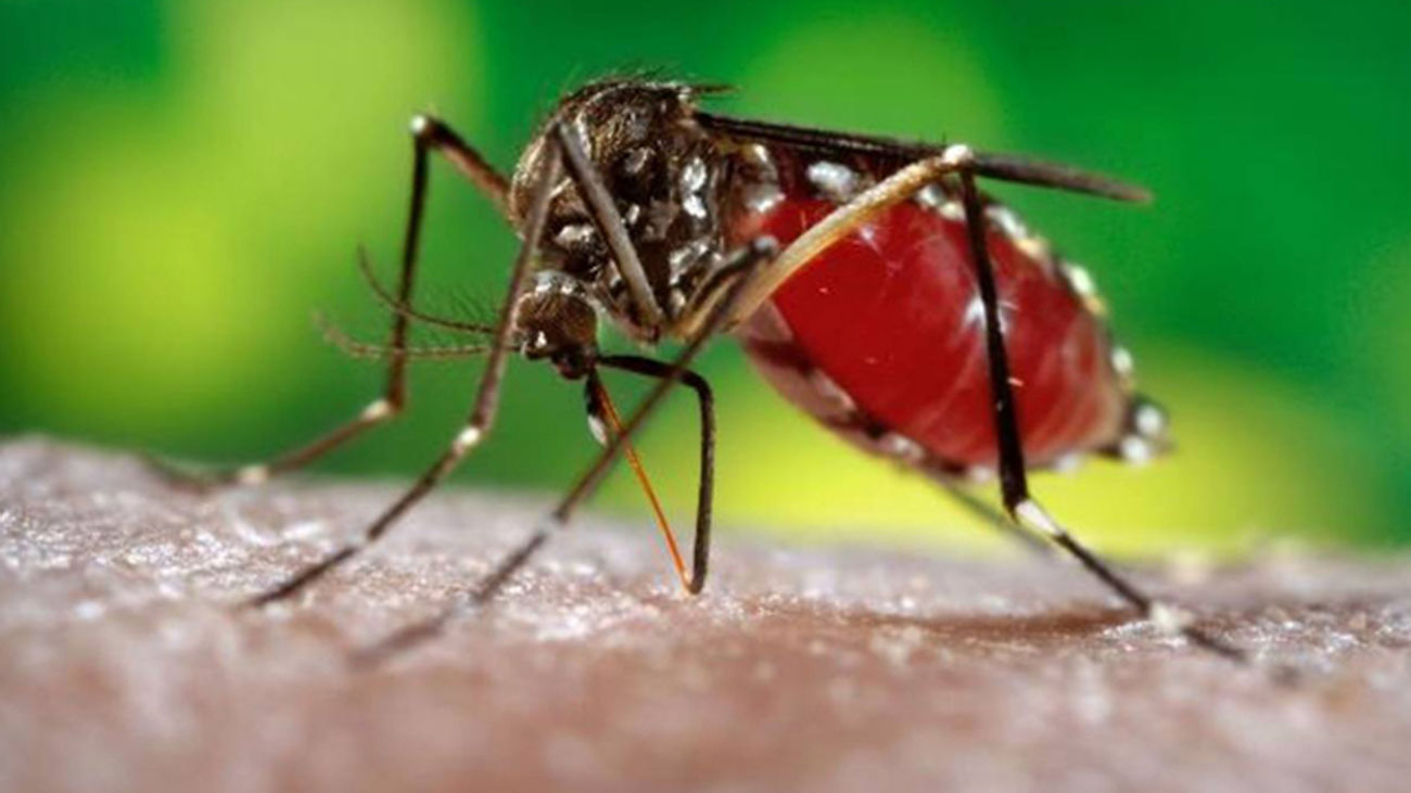 El Zika podría infectar a las células implicadas en la formación craneal, según un estudio