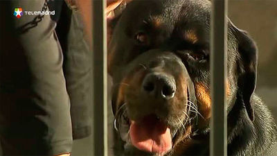 La anciana atacada por un rottweiler en Becerril sigue ingresda en La Paz