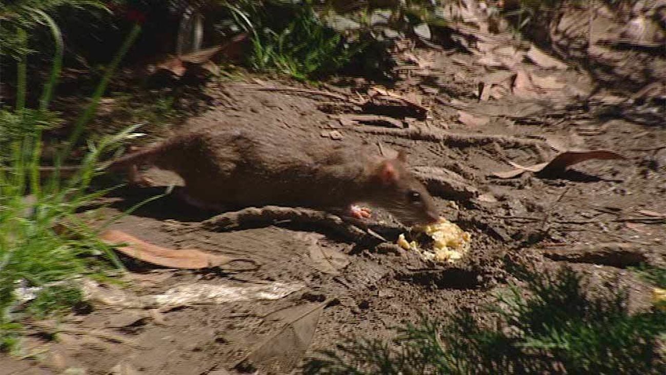 Plaga de ratas sin precedentes en Madrid
