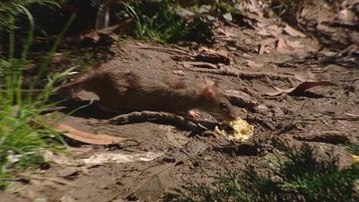 Plaga de ratas sin precedentes en Madrid