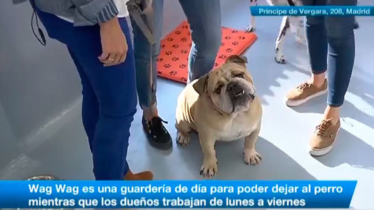 Una guardería para perros