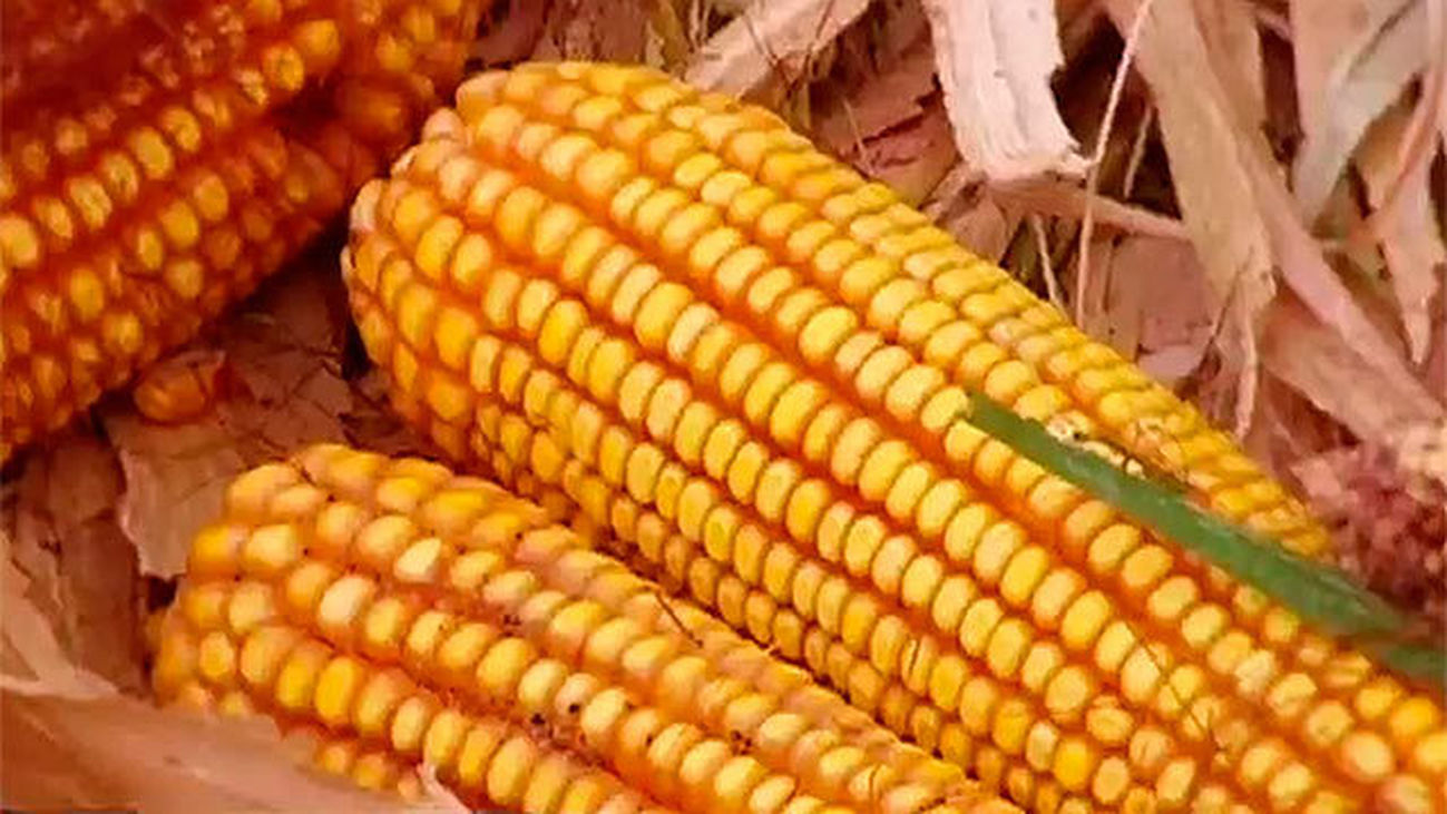 Maíz, el oro del campo