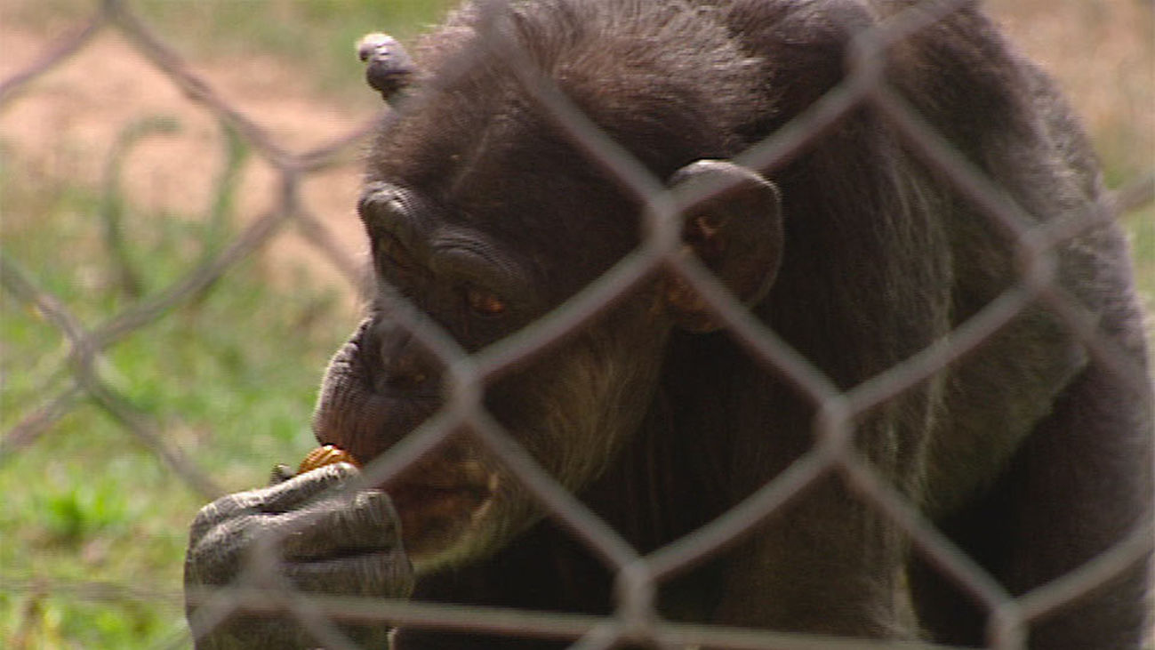 Rainfer, un santuario de paz para primates