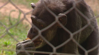 Rainfer, un santuario de paz para primates