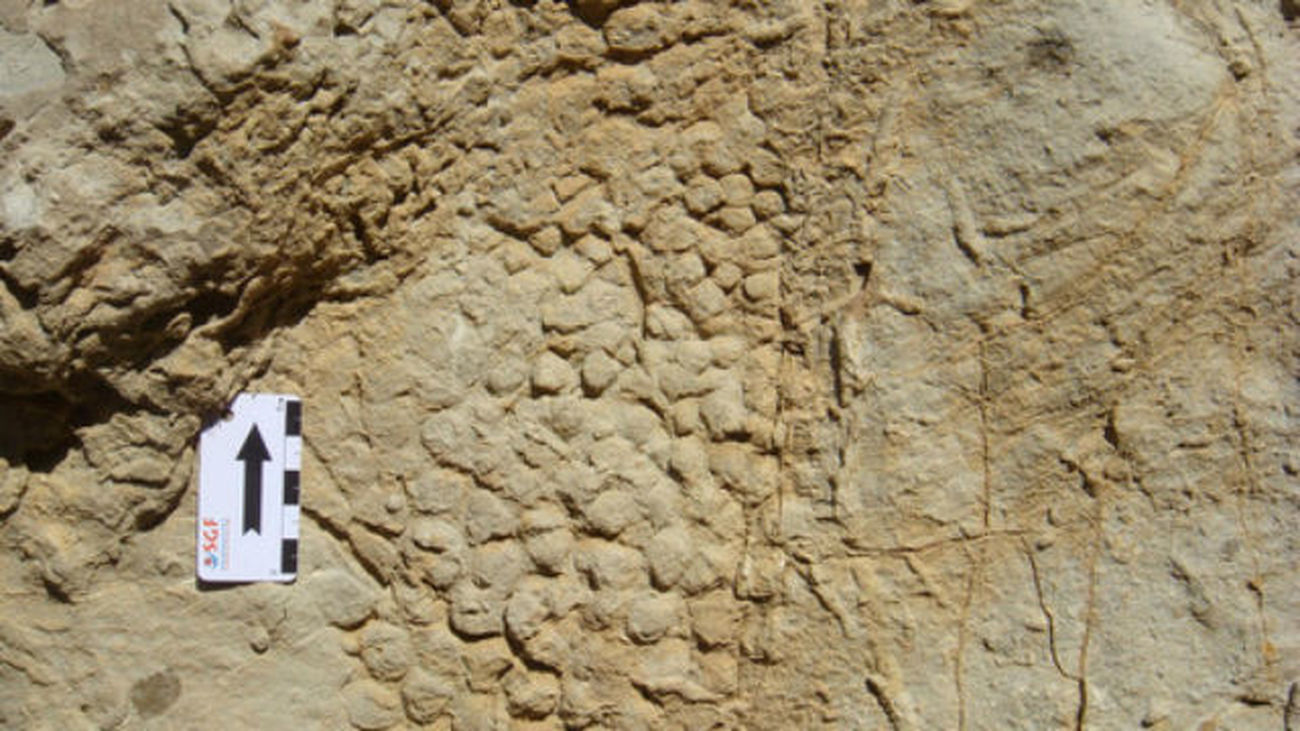 Descubren en Cataluña la impresión fósil de las escamas de un dinosaurio