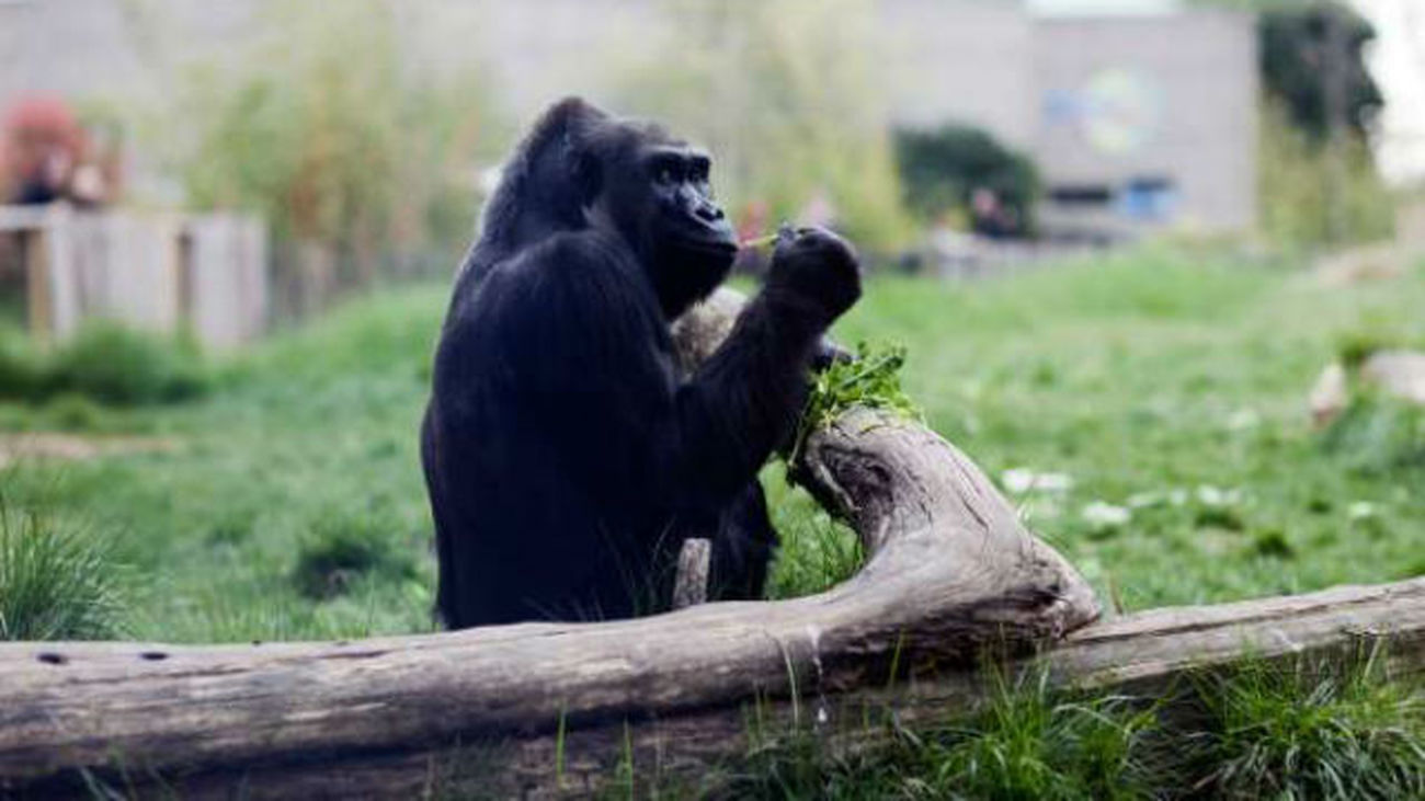 Un gorila huido en el zoo de Londres obliga a los visitantes a resguardarse