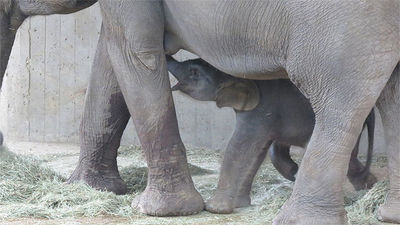 Nace una cría de elefante asiático de Sumatra en el Zoo de Madrid