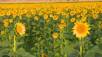 Fuentidueña de Tajo: Los girasoles, seña de identidad