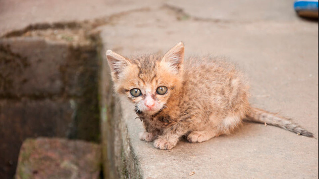 Rescatan 25 gatos malnutridos en un piso de Madrid