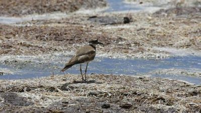 Acuerdo global para reducir uno de los gases que más calientan el planeta