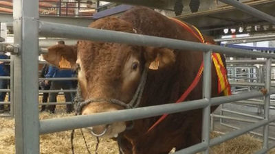 La actividad ganadera reporta 110 millones  de euros a la economía de la región