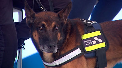 Perros que salvan vidas