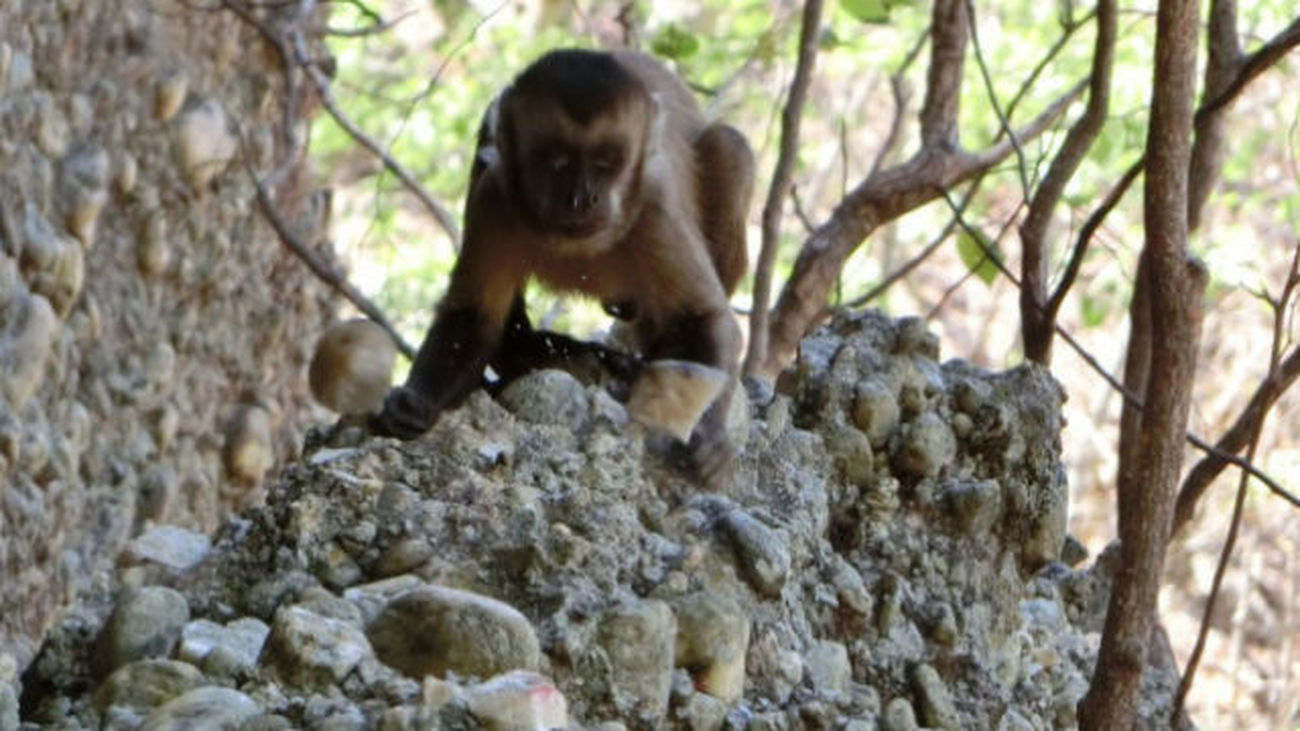 Los monos capuchinos afilan piedras pero no las usan como herramientas