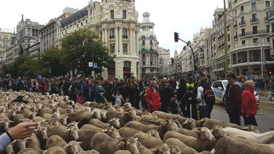 Centenares de ovejas recorren Madrid en la Fiesta de la Trashumancia