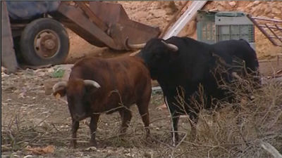 Medidas desesperadas: Contrata a un toro para disuadir a los cacos