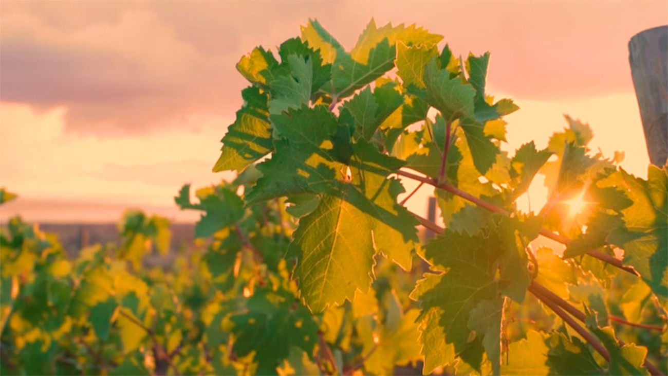 Pozuelo del Rey: Vino ecológico con denominación de origen