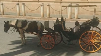 Los cocheros de Sevilla defienden el buen trato hacia sus caballos