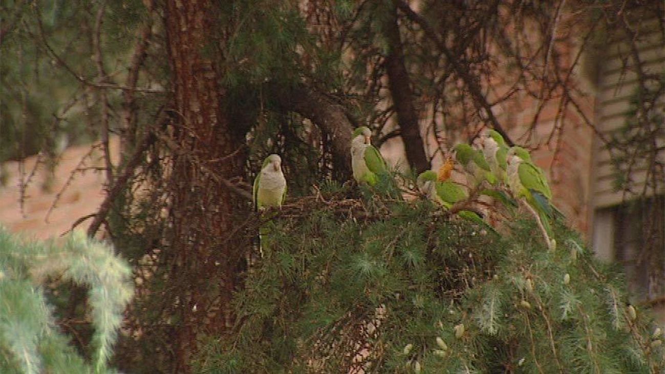 Madrid, invadida por las cotorras