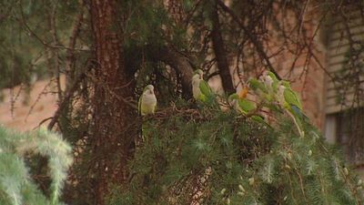 Madrid, invadida por las cotorras