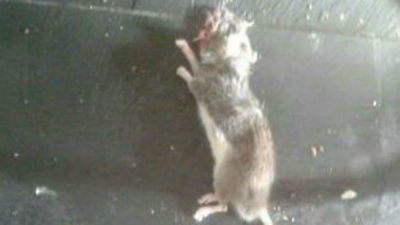 Quejas por una plaga de ratas en el centro de San Sebastián de los Reyes