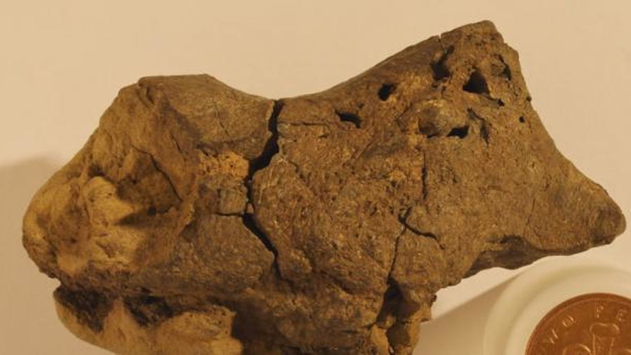 Expertos británicos detectan tejido cerebral fosilizado de un dinosaurio
