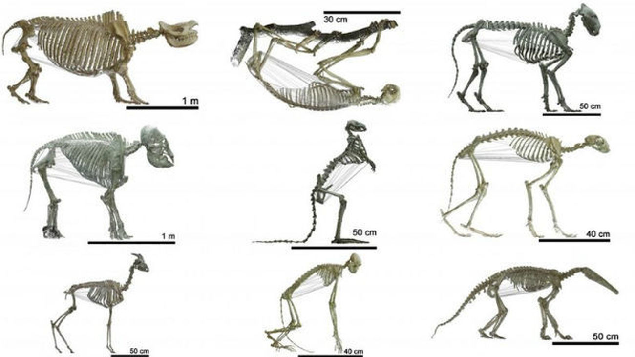 Los mamíferos herbívoros tienen vientres más grandes que los carnívoros