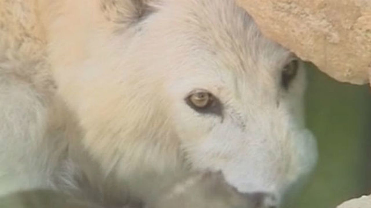 El Plan de Gestión de lobo instalará cercados eléctricos para proteger al ganado