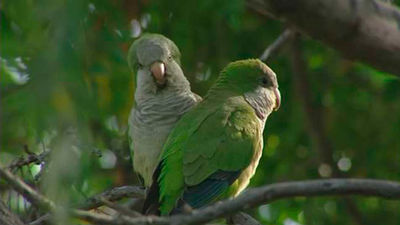Madrid, entre las provincias con mayor número de cotorras argentinas