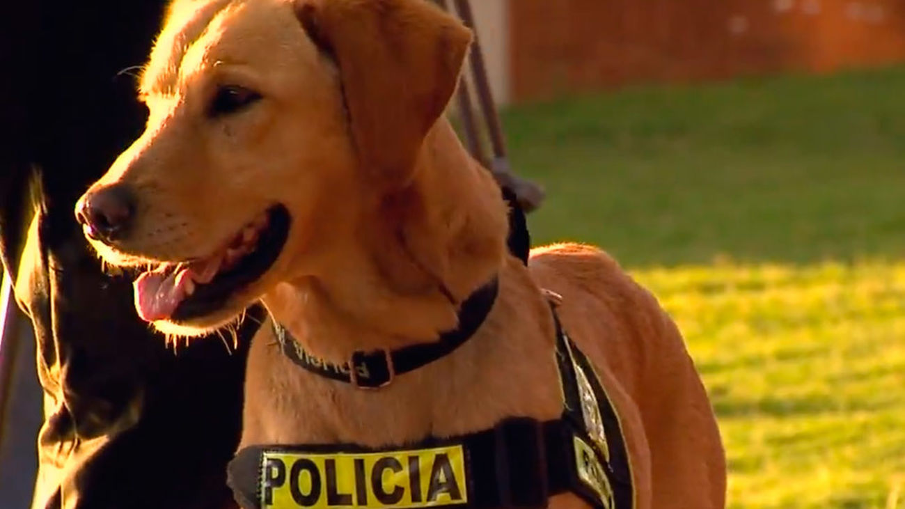 Héroes caninos en Reporteros 360
